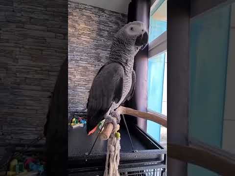 ببغاء كاسكو الأفريقي يتكلم الفرنسية     1