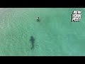 Tiger shark charges unsuspecting swimmer in chilling drone  new york post