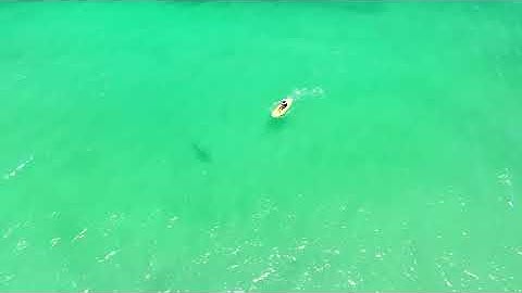 Tiger shark charges unsuspecting swimmer in chilling drone video | New York Post