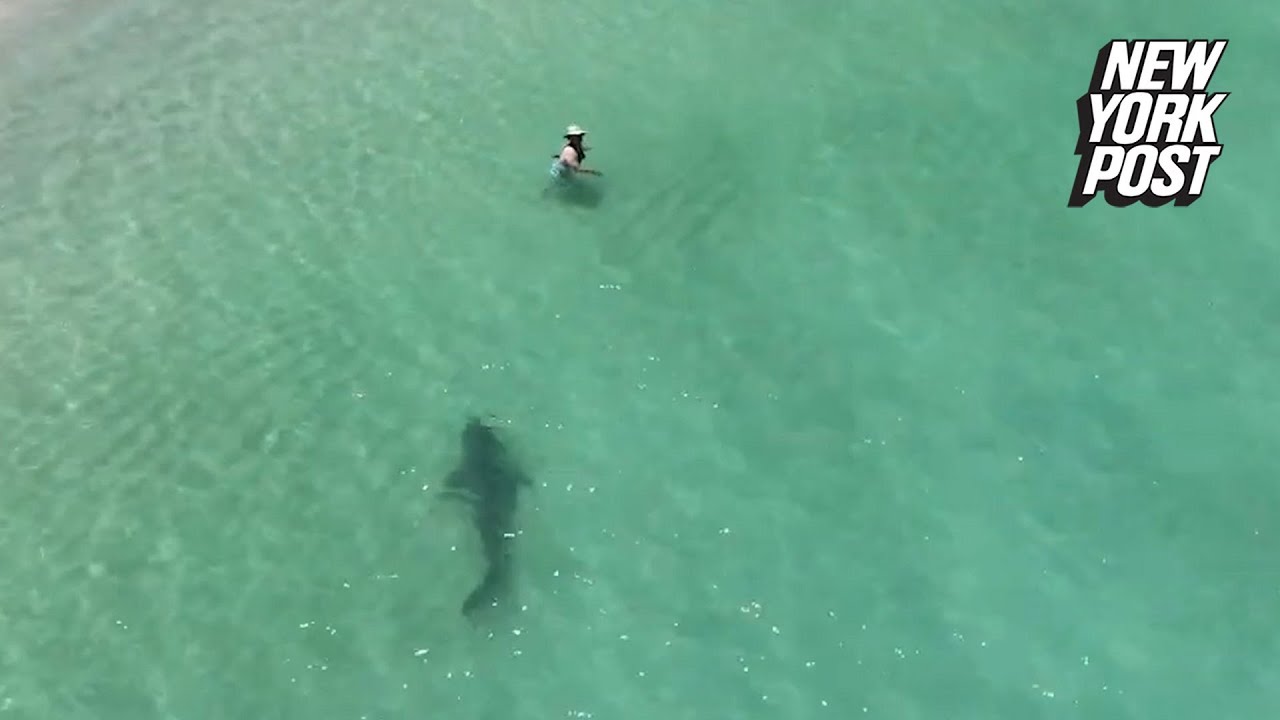 #Tiger shark charges unsuspecting swimmer in chilling drone video | New York Post ctm.news
