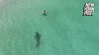 Tiger Shark Charges Unsuspecting Swimmer In Chilling Drone Video New York Post
