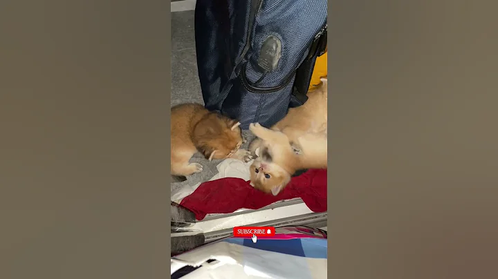 Watch the video about Golden British shorthair Malaysia #catlover #cute #cat #kucing #tvkucing