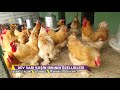 Brahma Irkı Yumurta Tavuklarının Özellikleri - Kanatlı Alemi / Çiftçi TV