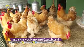 Brahma Irkı Yumurta Tavuklarının Özellikleri - Kanatlı Alemi / Çiftçi TV