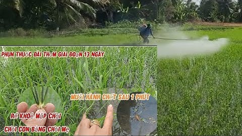 Giúp lúa đẻ nhánh sớm chồi con phát triển nhanh phun quản lí muỗi hành tiêu diệt ấu trùng muỗi hành