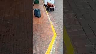 Penampakan Bokong Semog