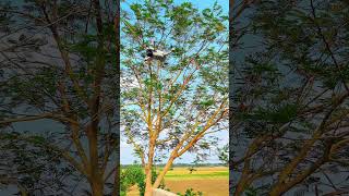 drone video #vairalvideo #dronevlog #bangladeshvlog #dronebangladesh  #fyp #djimini #dronevideo