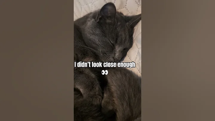 Watch the video about #funny #pets #catshorts #cat #viralvideo #turkishcat #funnyvideos#cute #cats #kitty#kitten#shorts