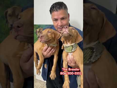 💥 “Best Pitbull Breeder” “ Red nose pitbull puppies” we deliver all over the USA 123Pitbulls.com