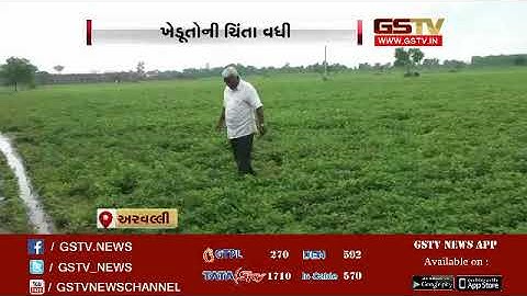 Aravalli: Farmers worried about increasing pests in groundnut crop