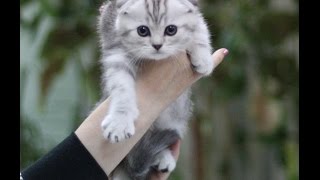 Серебристый скоттиш-фолд котенок Серебристый скоттиш-фолд котенок