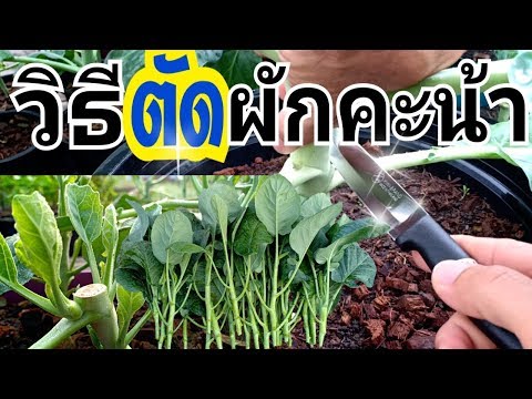 วิธีตัดผักคะน้า แบบได้ผลผลิตสุดคุ้ม  |How to cut kale