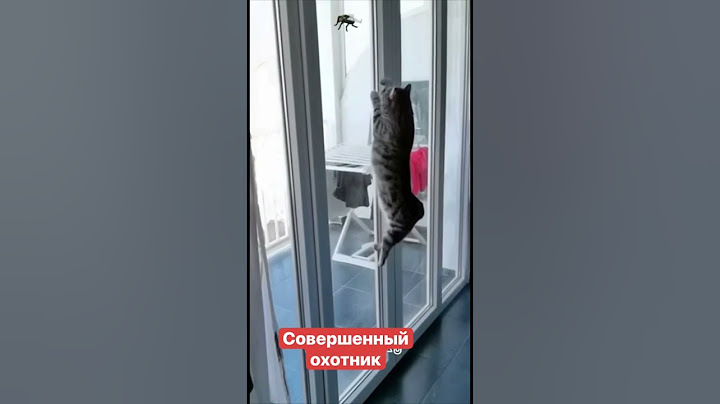 Совершенный охотник, пока  ты с газетой бегаешь и не попадаешь по мухе