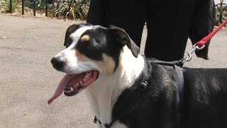 Study Suggests Physically Active Pets Emulate Their Owners