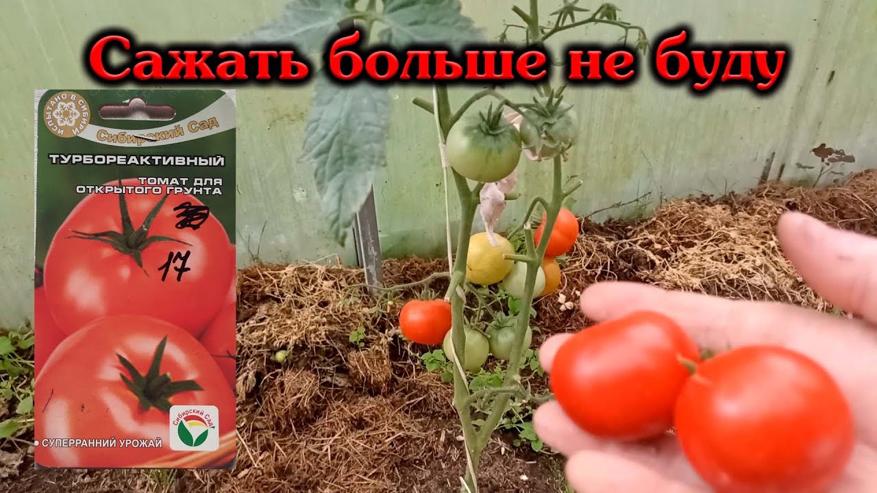 Томат турбореактивный больше не посажу...
