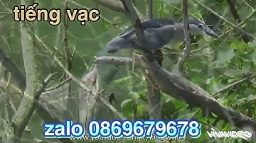 tiếng vạc kêu cắn cực hay bản chuẩn đánh lưới đánh cạnh tranh dành cho ae đánh kinh tế.bao ăn chim