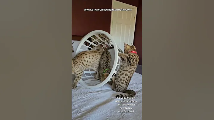 Watch the video about Available F2 Female Savannah kitten Lady Marian (9/17/24)