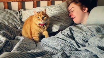 Cat on bed - OpenAI Sora AI Video Example With Prompt