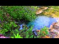 Relaxing Stream Sounds of Emerald pool in Krabi Thailand.( 4 K Video )