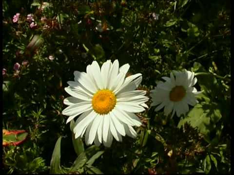 Blumen der Erde mit Andreas Aschaber aus Westendor...