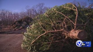 How to recycle your Christmas tree