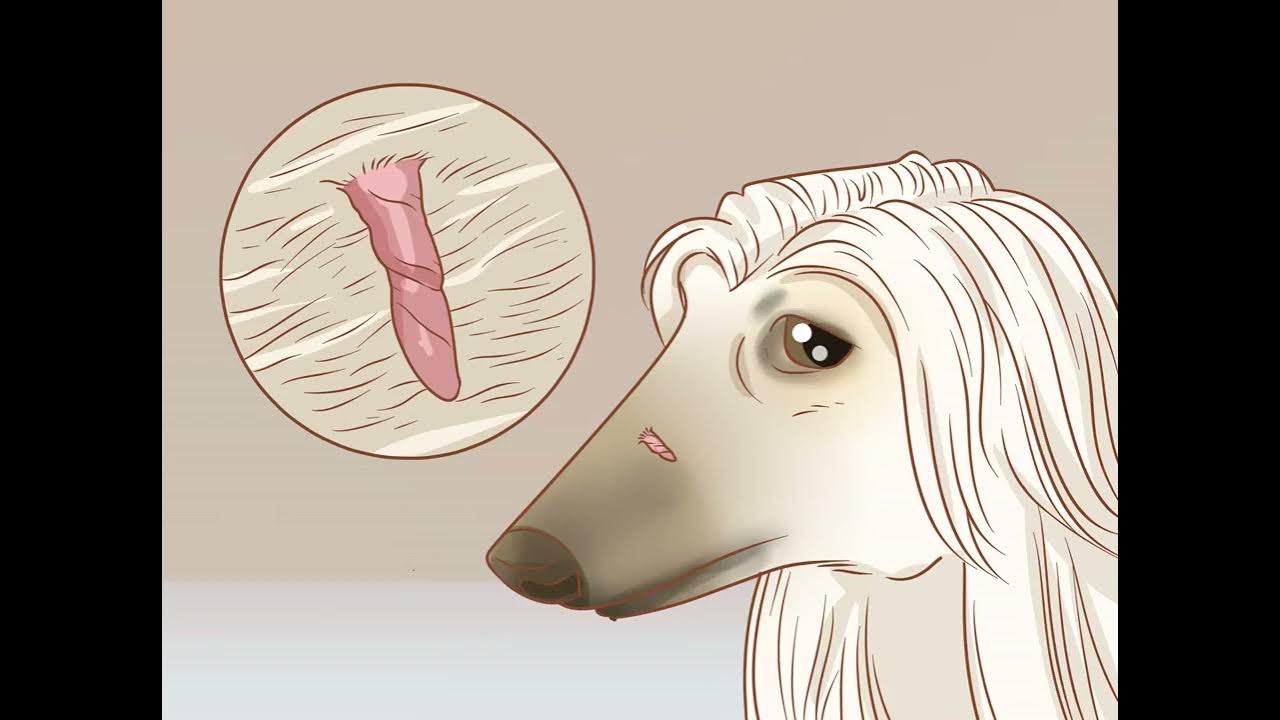 How to Remove Dog’s Skin Tags at Home YouTube