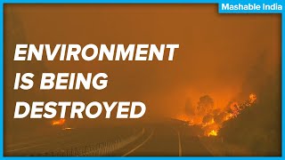 Environment Destruction Will Soon Hit Us Hard | Mashable India