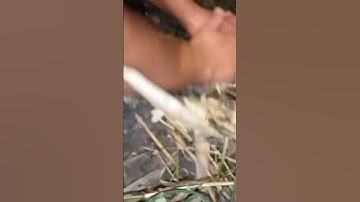 #shorts. Cắm câu ếch / How to catch frogs in Vietnam