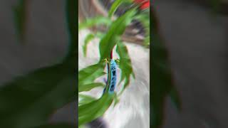 20240427盆栽果樹，紅寶石水蜜桃採收日，幼苗種植￼盆栽七個月￼，第一次開花結果5顆，果實不大但滿滿的￼喜悅￼!ps還要很大的進步空間💪