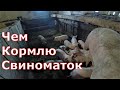 Чем кормлю свиноматок / Ответы на вопросы