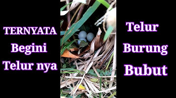 BEGINILAH SARANG BURUNG,BUBUT DI ALAM LIAR / SARANG BURUNG BUBUT 🐦