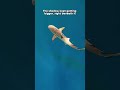 Something Huge Was Moving Below