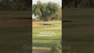 Coyotes on the golf course in Arizona!