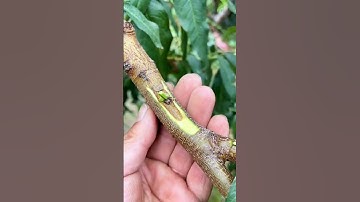 Đây là cách ghép dễ nhất Hs lớp 6 cũng làm được #trongcay #chiase #kythuatcaytrong #ghepcay #ghepmat