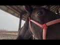 【ばんえい】一人称視点で観るばん馬