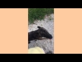 Simone  basic training  short clips  stonehaven k9