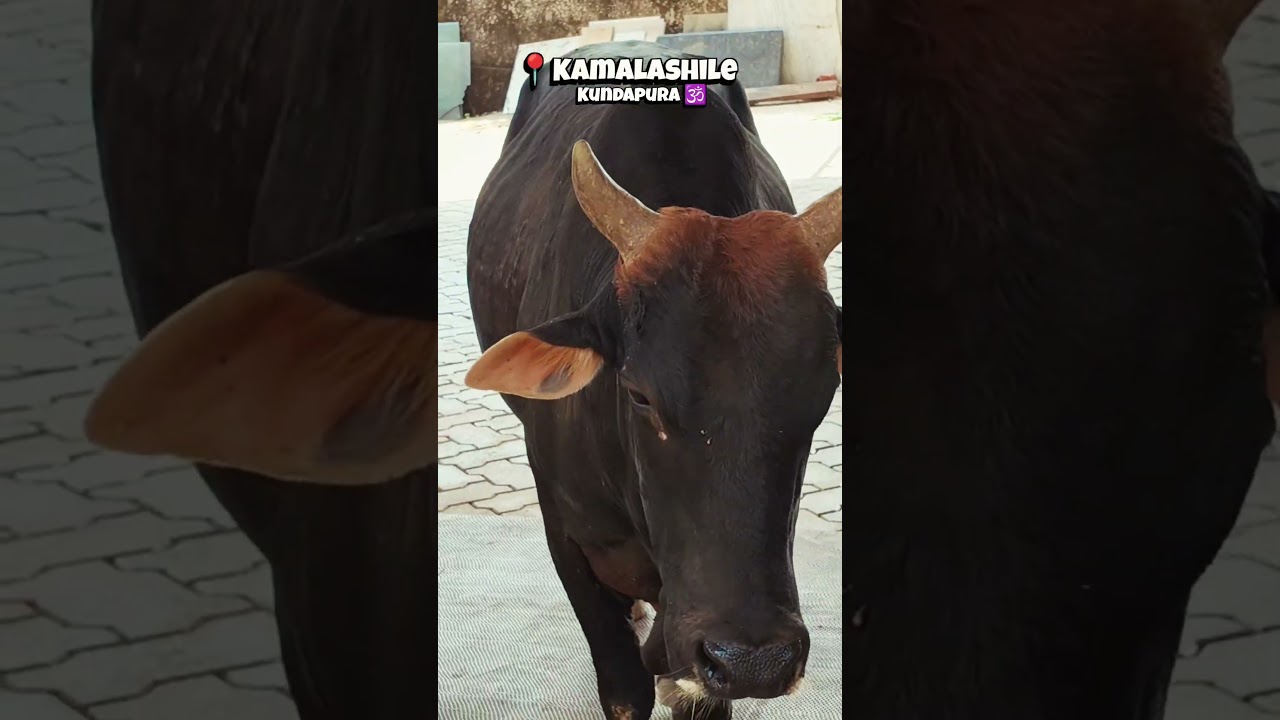 Where silence speaks and faith feels close🙏🔱