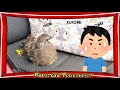 キジバトの雛を保護しました。　【きなこのお父さんのHOW TO BIRD】オカメインコと愉快な仲間たち