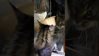 Cat Boxer #short #shorts #funny #funnyvideo #funnyshorts