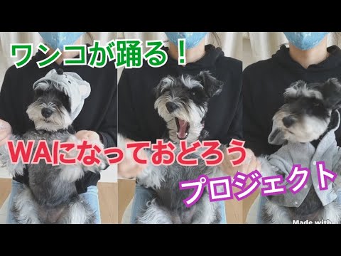 ワンコが【WAになっておどろうプロジェクト】を踊ってみた！ミニチュアシュナウザーのベア