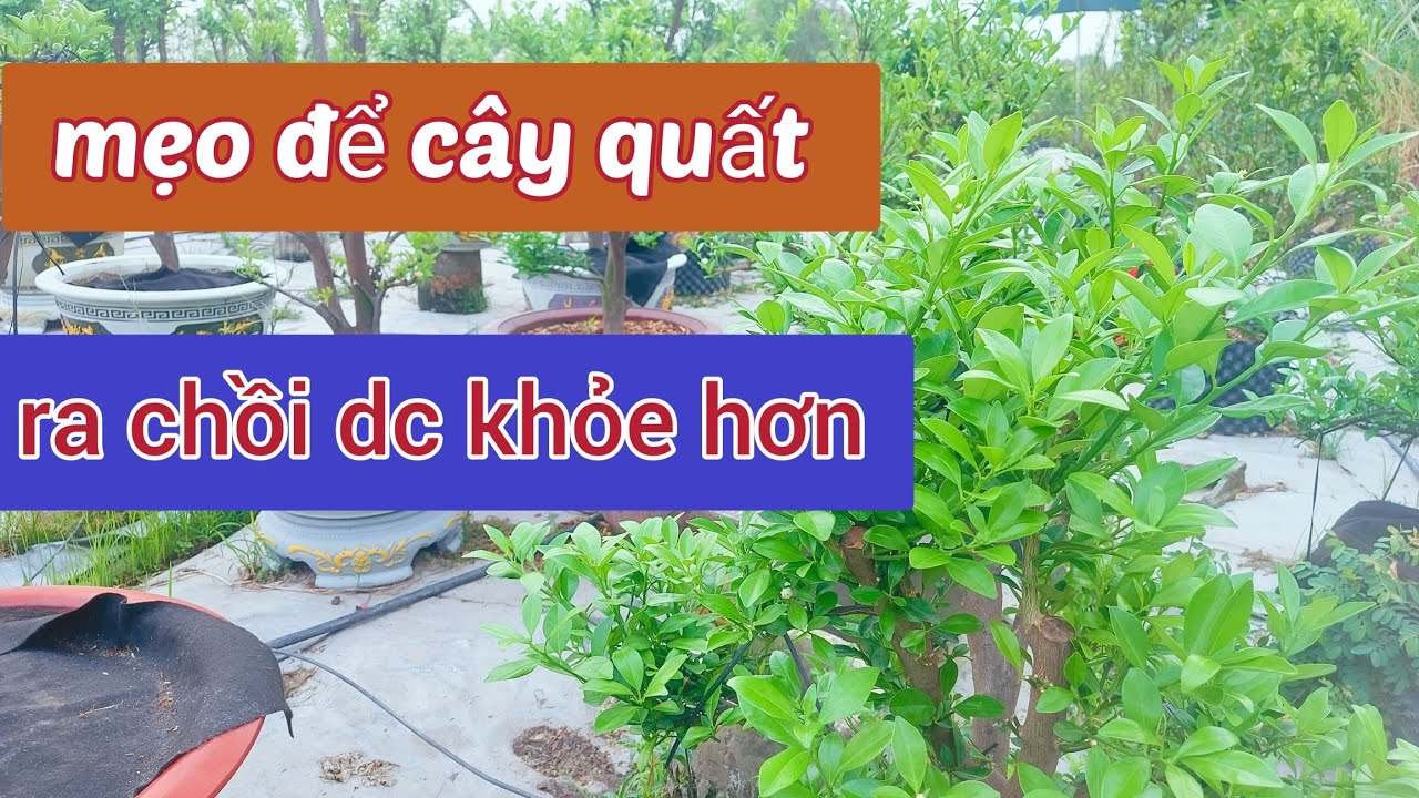 Cách làm cho cây quất ra mầm ,ra chồi mạnh hơn và đồng loạt hơn