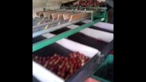 GENAU: Classificadora de frutas pêssego e nectarina