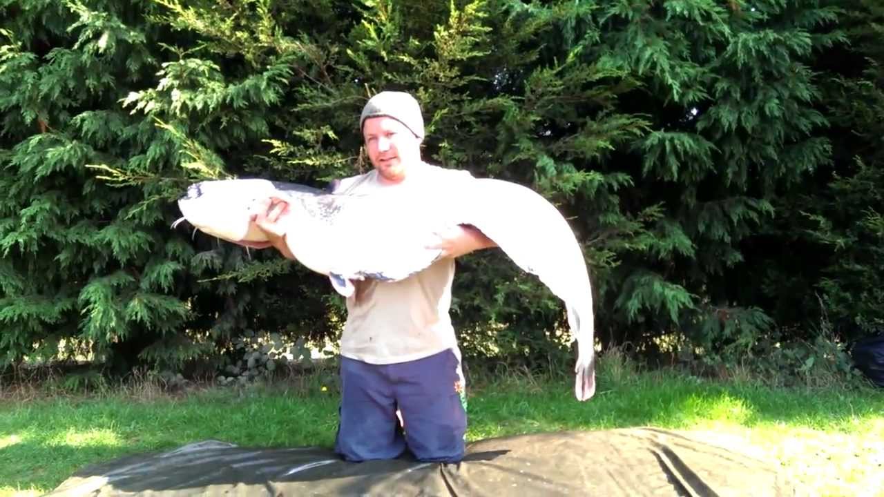 UK's Largest Mandarin Catfish 