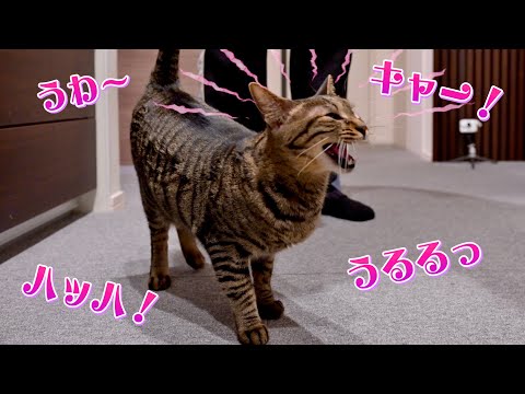 ネコ好きかよちゃんページ おは☀️ なかよち🫶🖤 毎日が一瞬で終わる😳 起きたら