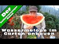 Wassermelone im Garten richtig anbauen