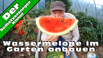 Wie wachsen Melonen am besten?