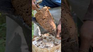 4 months avocado on pots #gardeningfruit