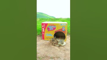Creative bird trap using cardboard boxes #video shorts