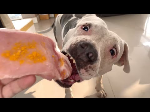 🐶🐶Oli&nomy: nomy The Pit Bulls VS.🍖🥩RAW Food [ASMR] MUKBANG犬が生の肉を食べる [咀嚼音] Dog VLOG | JULY/30/2023