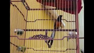 MURAI GACOR THAILAND kích chòe lửa hót nhiều giọng Beautiful Birds Singing บินหลาดง Rumped Shama